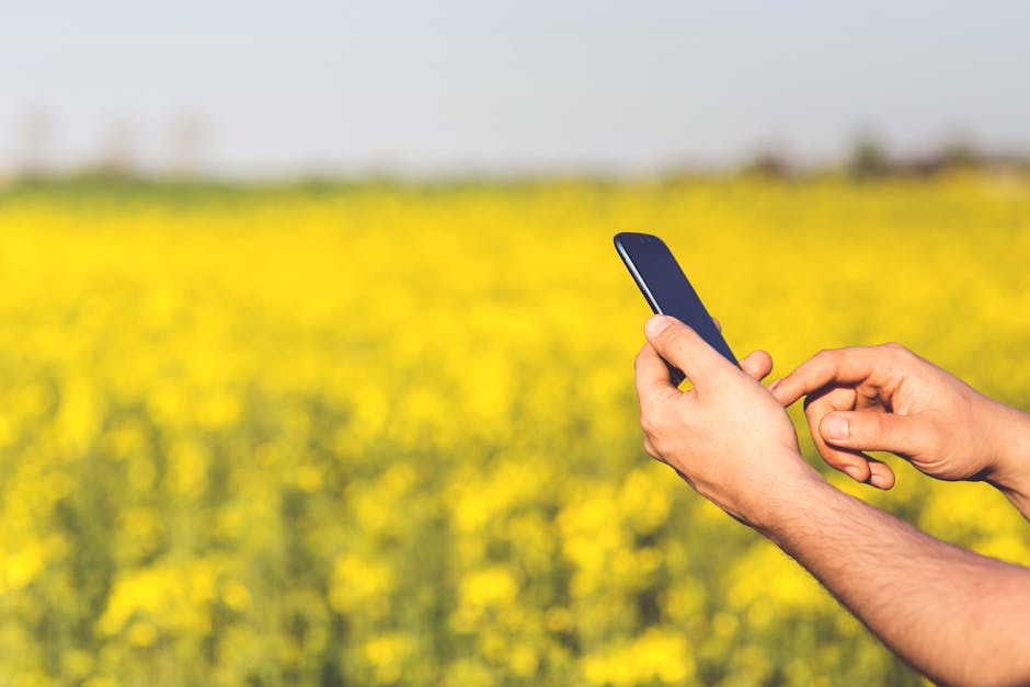 Hands using a smartphone in a yellow blooming field under a clear spring sky.